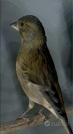 Ibrido verdone x canarina