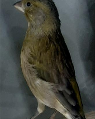 Ibrido verdone x canarina