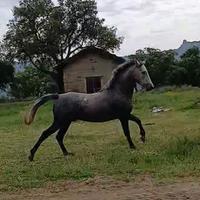 Cavallo orientale