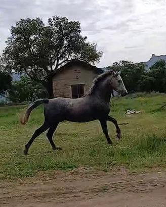 Cavallo orientale
