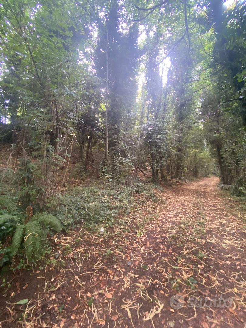 Terreno agricolo (BOSCO CEDUO) - Ansicht 3