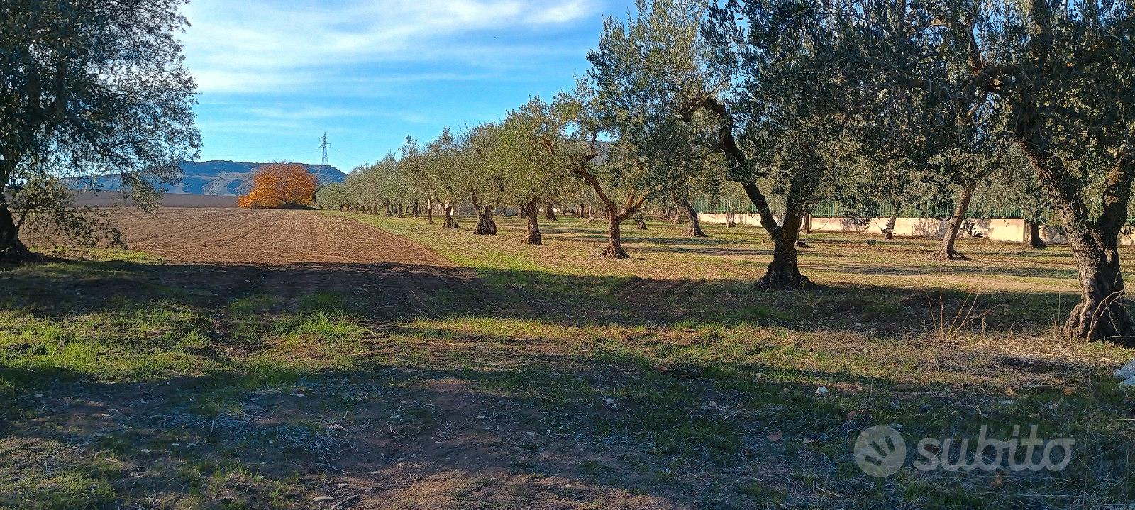 Terreno e Fabbricato - Altro