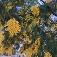 Pulizie e assistenza anziniani