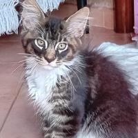 Maine Coon cuccioli
