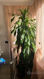 Pianta da interno