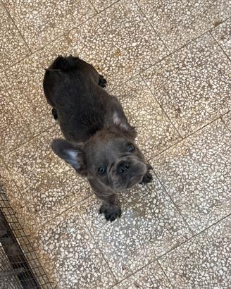 Cuccioli di bulldog francese Fluffy Lilac Tan