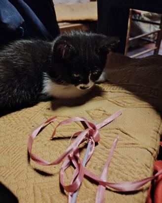 gattina