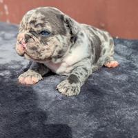 Bulldog francesi cuccioli