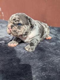 Bulldog francesi cuccioli