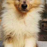 Ultimo Shetland maschio Blue merle 2025