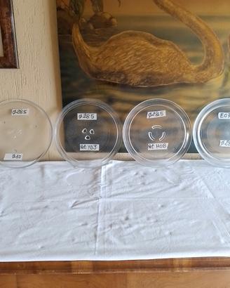 piatto per forno Microonde 