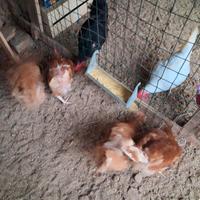 Galline ovaiole gia in produzione