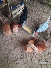 Galline ovaiole gia in produzione