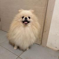 STUPENDA cucciola volpino Pomerania TOY 2kg