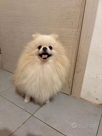 STUPENDA cucciola volpino Pomerania TOY 2kg