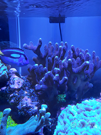 Vendita pesci e coralli marini