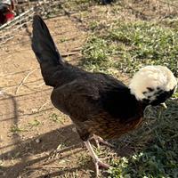 Coppia di polli ornamentali-razza ciuffata