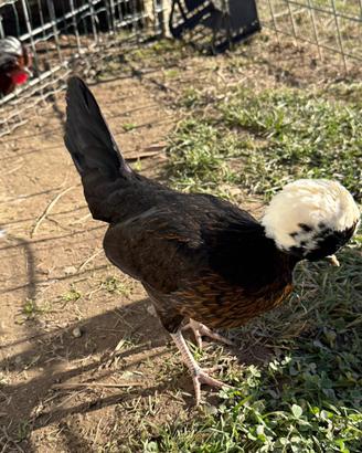 Coppia di polli ornamentali-razza ciuffata
