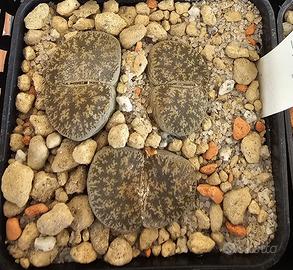 Lithops