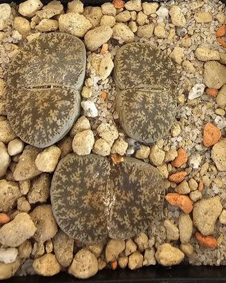 Lithops