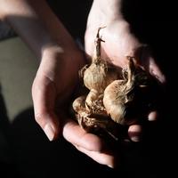bulbi di zafferano