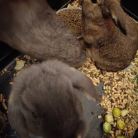 Donoo coniglietti nano ariete