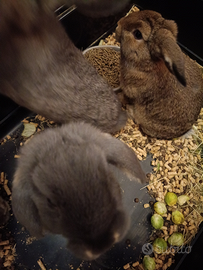 Donoo coniglietti nano ariete