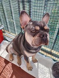 Bulldog francese
