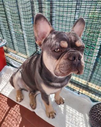Bulldog francese