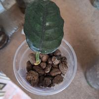 hoya  villosa ,kerri ,bella 