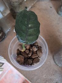 hoya  villosa ,kerri ,bella 