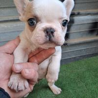 Buldog francese maschio