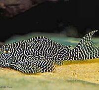 Hypancistrus queen arabesque l260