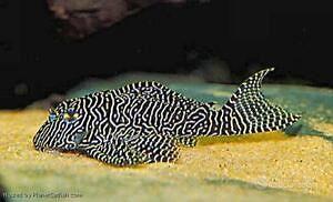 Hypancistrus queen arabesque l260