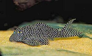Hypancistrus queen arabesque l260