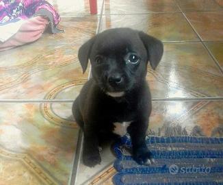Cani razza piccola