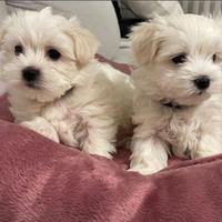 Maltesi&maltese
