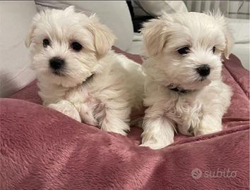 Maltesi&maltese