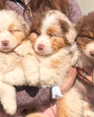 Cuccioli Australian Shepherd