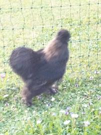 Gallo Moroseta