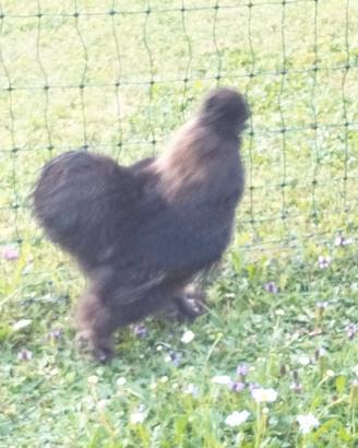 Gallo Moroseta