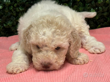 Lagotto romagnolo