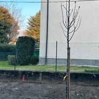 6 Piante di Pero da Fiore (Pyrus Calleryana)