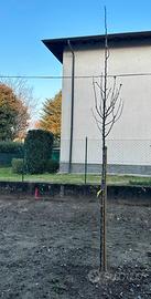 6 Piante di Pero da Fiore (Pyrus Calleryana)