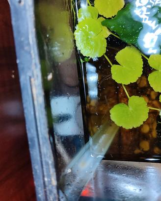 piante acquario hydrocotyle leucocephala 