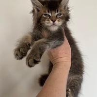 Allevamento AUTORIZZATO gatti Maine Coon