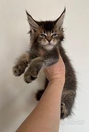 Allevamento AUTORIZZATO gatti Maine Coon