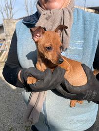 Cuccioli di Pincer maschi