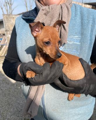 Cuccioli di Pincer maschi