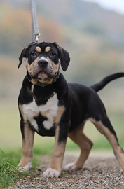 American bully XL